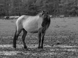 wild horses and foals photo