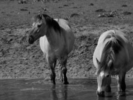 wild horses and foals photo