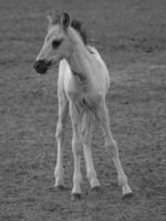 wild horses and foals photo