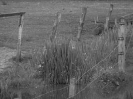 wild horses in germany photo