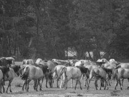 wild horses in germany photo