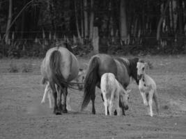 wild horses in germany photo