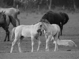 caballos salvajes en alemania foto