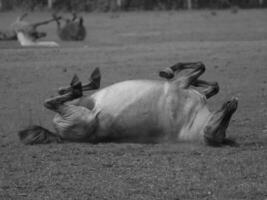 caballos salvajes en alemania foto