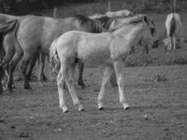 wild horses in germany photo