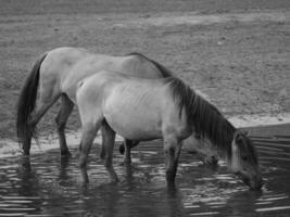 wild horses in germany photo