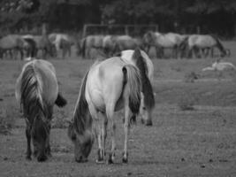 wild horses in germany photo