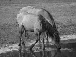 horses on a  german field photo