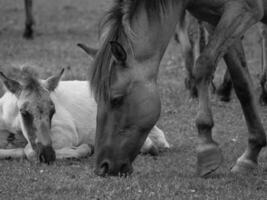 horses on a  german field photo