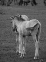 horses on a  german field photo