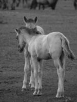 horses on a  german field photo