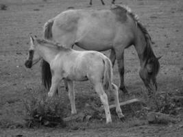 horses on a  german field photo