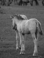 horses on a  german field photo