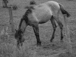 wild horses in the german westphalia photo