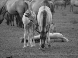 wild horses in the german westphalia photo