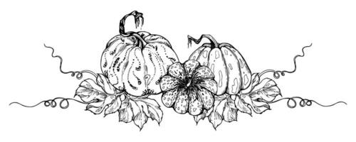 Hand drawn ink vector pumpkin gourd squash. Sketch illustration art for Thanksgiving, Halloween, harvest, farming. Isolated object, outline. Design for restaurant menu print, cafe, website, invitation