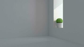 cactus in een wit leeg kamer, 3d weergave. video