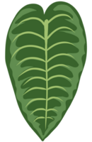 coeur philodendron, monstera feuille plat conception, vert botanique élément, centre symétrie png