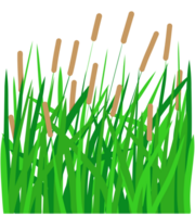 Cattail reed grass png