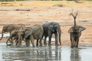 Elephants at Hwange national Park, Zimbabwe photo