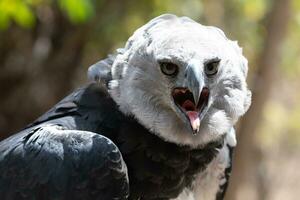 Harpy Eagle in Columbia South America photo