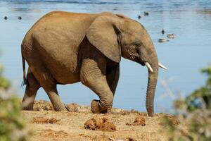 elefantes en addo nacional parque, sur África foto