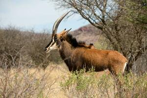 a large antelope standing in a field photo