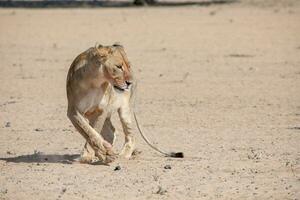 leones en el kgalagadi transfronterizo parque, sur África foto
