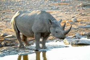 rinoceronte en etosa nacional parque, Namibia foto