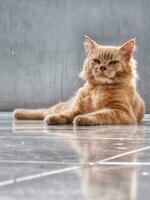 Orange cat with long hair photo