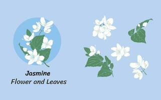 white jasmine flowers on blue background, vector image of jasmine petals and leaves.