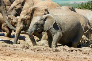 elefantes en addo nacional parque, sur África foto