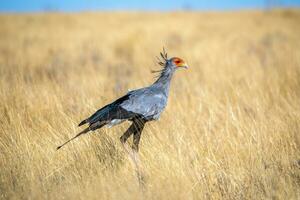 Secretary bird at etosha national Park photo