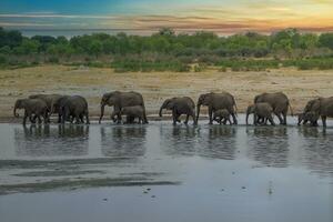 Elephants at Hwange national Park, Zimbabwe photo