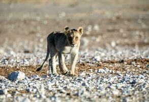 un león cachorro caminando a través de un estéril campo foto