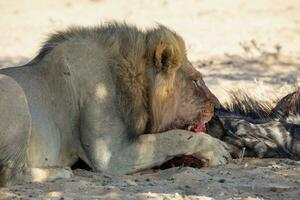 leones en el kgalagadi transfronterizo parque, sur África foto