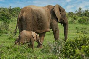 elefantes a addo nacional parque, sur África foto