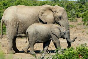 Elephants in addo National Park, South Africa photo