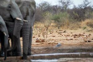 elefantes con león en etosha nacional parque Namibia. foto