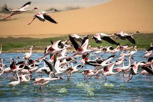 flamencos a pájaro paraíso, Walvis bahía, Namibia foto