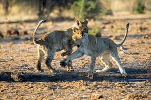 Lions cubs playing in etosha national park namibia photo