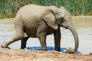 elefante en etosa nacional parque, Namibia foto