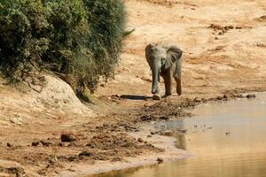 Elephants in addo National Park, South Africa photo