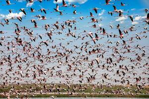 a flock of flamingos flying over a lake photo