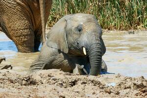 Elephants in addo National Park, South Africa photo