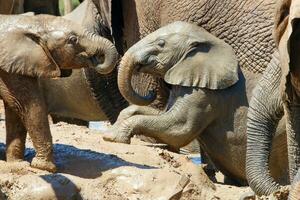 elefantes en addo nacional parque, sur África foto