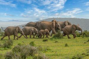 elefantes a addo nacional parque, sur África foto
