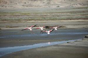 flamencos en luderitz díaz punto, Namibia foto