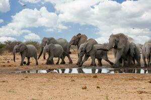 Elephants in etosha national park namibia photo