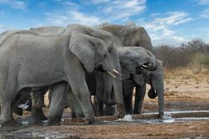 Elephants in etosha national park namibia photo
